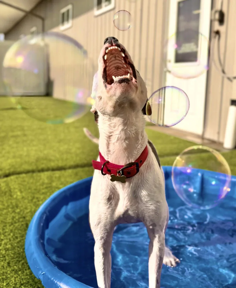 An adult large-sized female Pit Bull Terrier dog named Sweet Pea for adoption in Cedar Rapids, IA