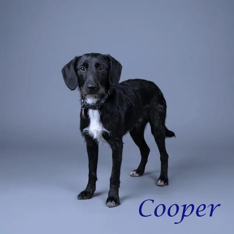 Cooper D