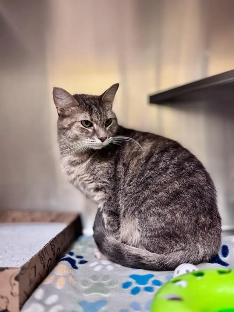 An adult medium-sized female Calico Domestic Short Hair cat named Marion for adoption in Wooster, OH