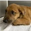 A baby medium-sized male Brown / Chocolate Hound dog named Charmander for adoption in Clearwater, FL