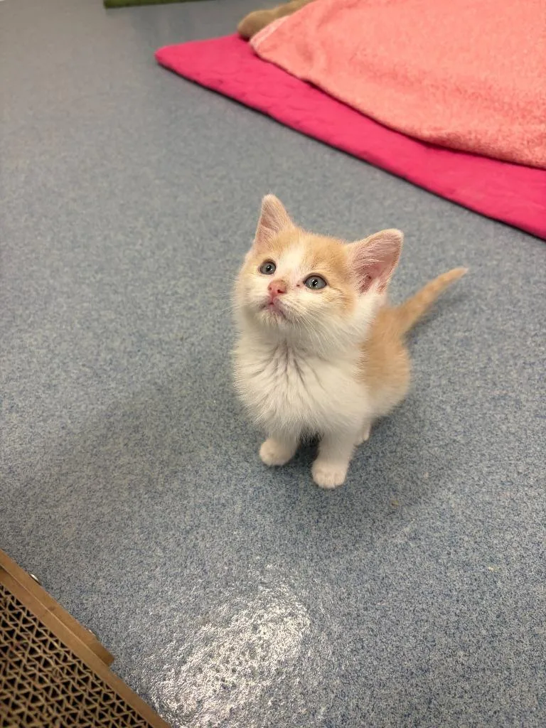 A baby small-sized male Domestic Short Hair cat named Bean for adoption in Portland, IN