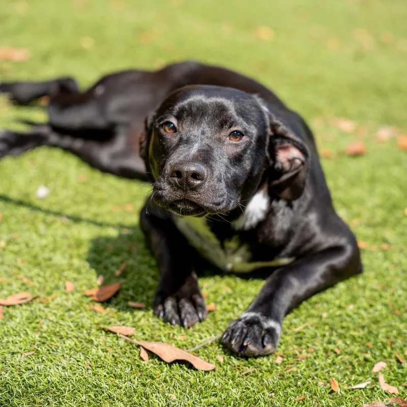 A young medium-sized female Black Terrier dog named Elle for adoption in Gainesville, GA