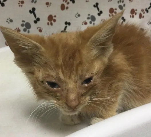 A baby small-sized male Domestic Short Hair cat named Romeo for adoption in Riverside, CA