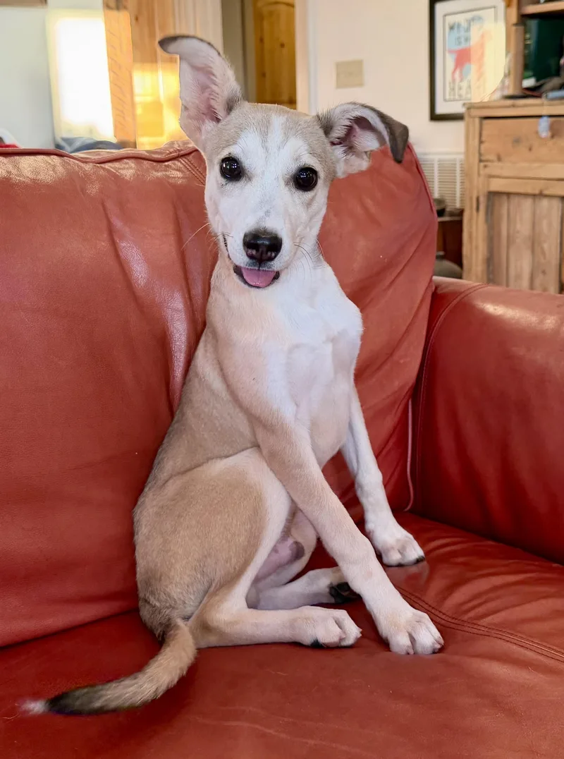 A young medium-sized male Irish Terrier dog named Hersley for adoption in MORAVIAN FALLS, NC