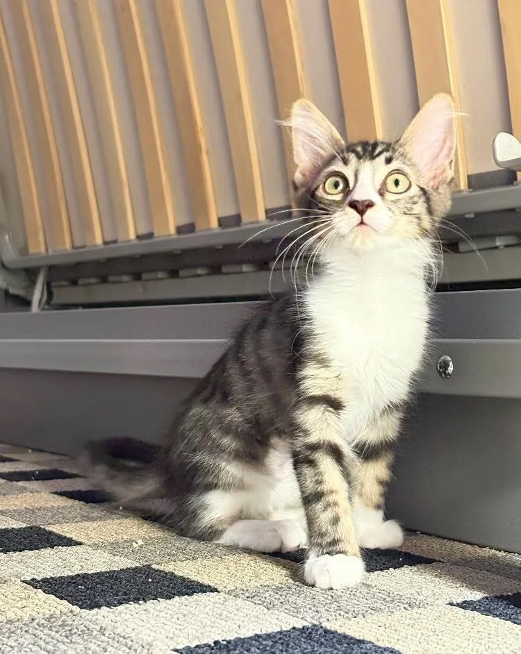 A baby small-sized female Gray / Blue / Silver Domestic Short Hair cat named Lil Kim Remix for adoption in Chandler, AZ
