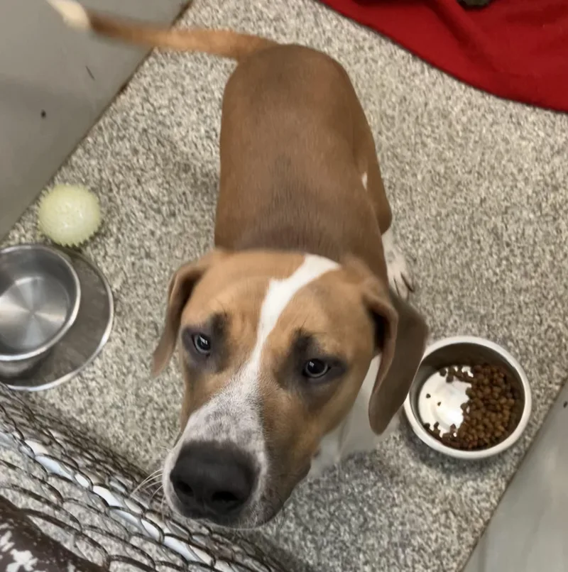 A young medium-sized female Brown / Chocolate Mixed Breed dog named Dumpling for adoption in Parma, OH