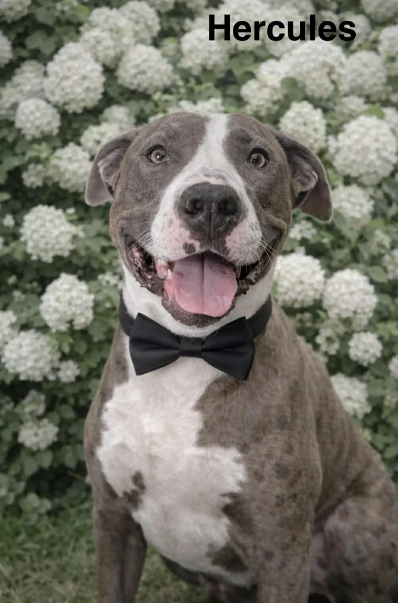 Hercules Jr thumbnail 2