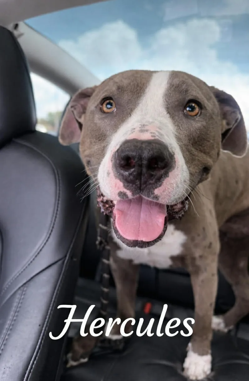 Hercules Jr thumbnail 5