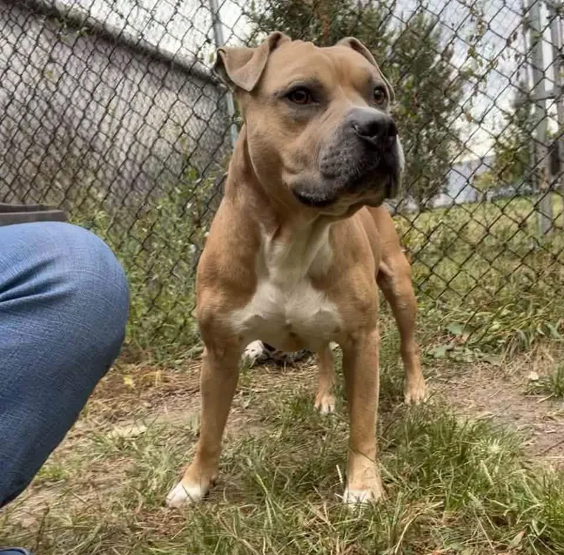 An adult medium-sized male Yellow / Tan / Blond / Fawn Pit Bull Terrier dog named Taco for adoption in Chicago, IL