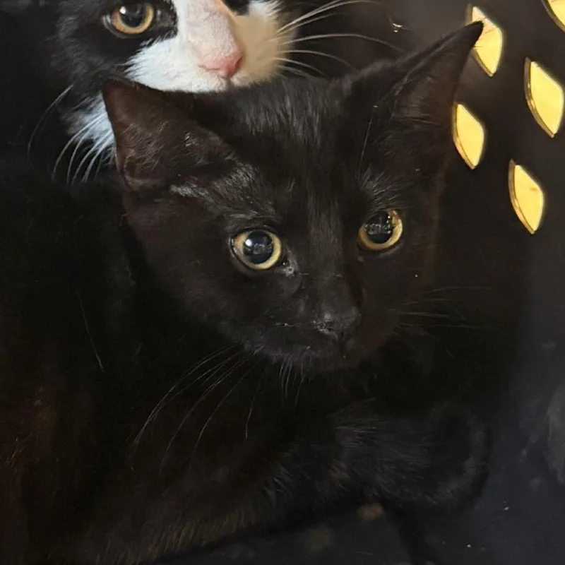 A baby small-sized female Black Domestic Short Hair cat named Bitsy for adoption in Charlottesville, VA