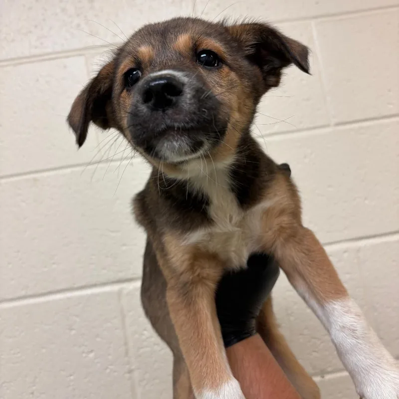 A baby small-sized female Black Mixed Breed dog named Meesha for adoption in Memphis, TN