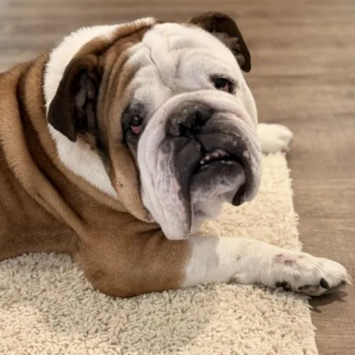 An adult medium-sized male Bicolor English Bulldog dog named Tuba for adoption in Austin, TX
