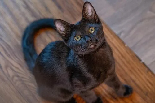 A young medium-sized male American Shorthair cat named Orion for adoption in McKinney, TX