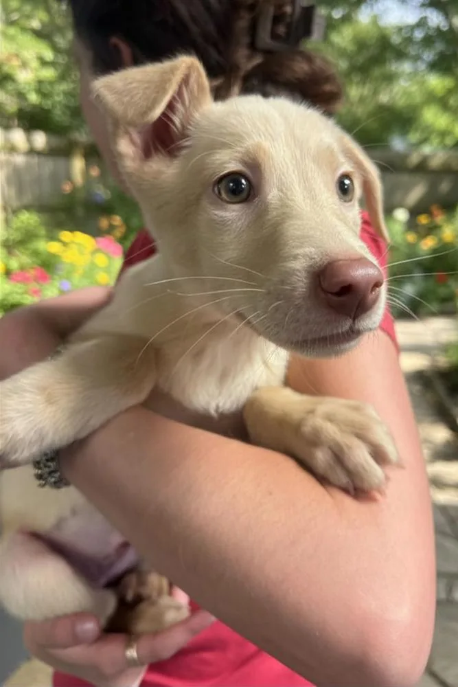 A baby medium-sized female Terrier dog named Andromeda for adoption in Elmsford, NY