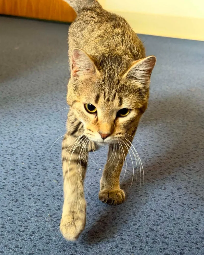 An adult small-sized female Tabby (Brown / Chocolate) Domestic Short Hair cat named Pixie for adoption in Fremont, MI