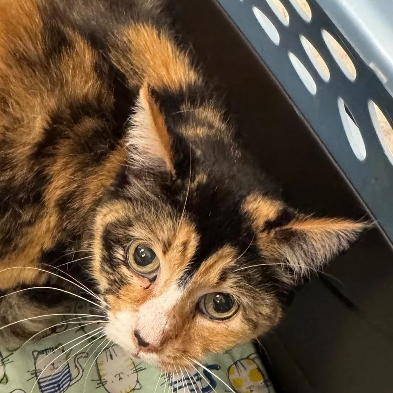 A senior large-sized female Calico Domestic Short Hair cat named Rainbow for adoption in Peoria, IL