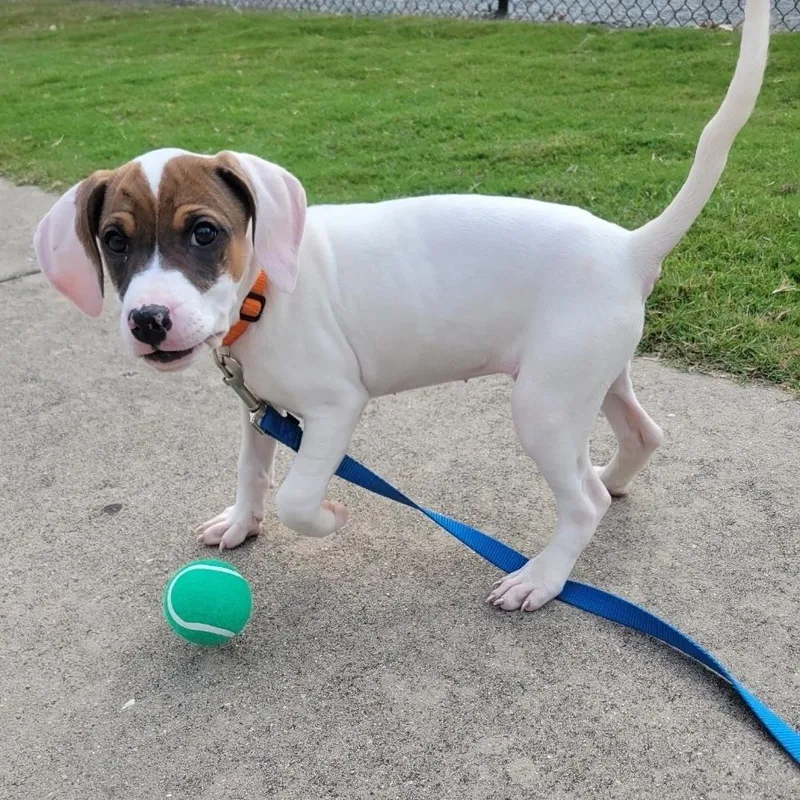 A baby medium-sized female White / Cream American Staffordshire Terrier dog named Leia for adoption in Colonial Heights, VA