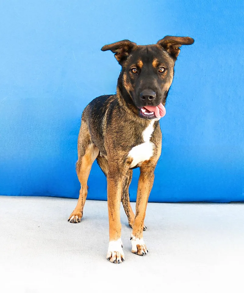 A baby large-sized male German Shepherd Dog dog named Bear for adoption in Pasadena, CA