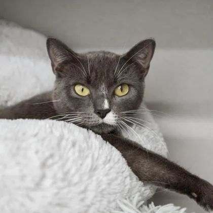 An adult small-sized female Gray / Blue / Silver Domestic Short Hair cat named Gracy for adoption in Atlanta, GA