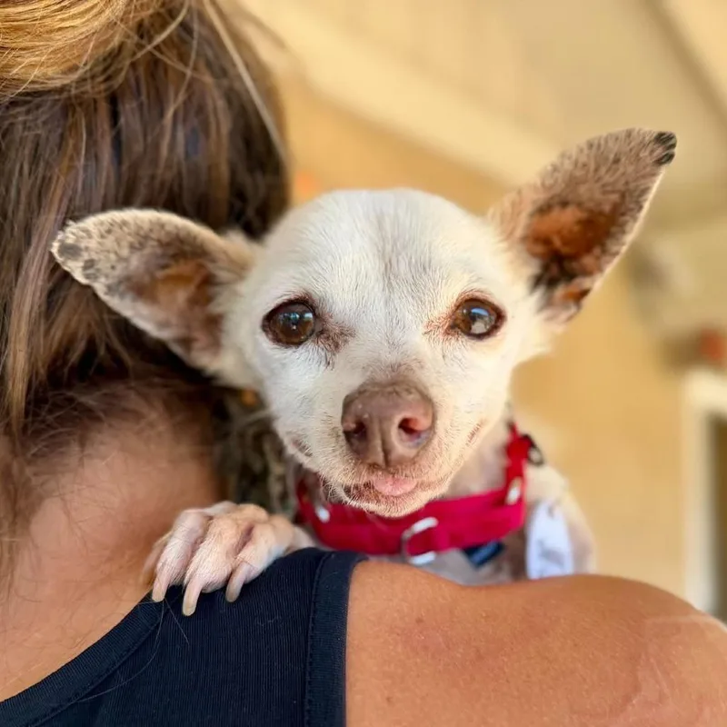 A senior small-sized female White / Cream Chihuahua dog named Snow Sierra for adoption in Ramona, CA