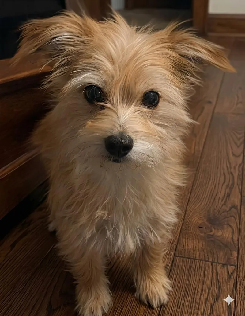 An adult small-sized female Yellow / Tan / Blond / Fawn Terrier dog named Shai for adoption in RUSSIAVILLE, IN