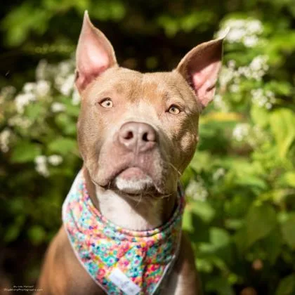 A senior medium-sized female Brown / Chocolate Pharaoh Hound dog named Rue for adoption in Indianapolis, IN