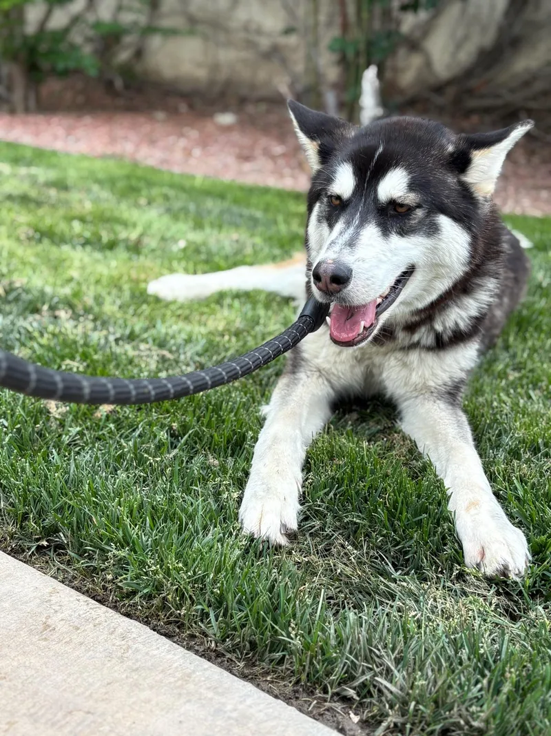 A young medium-sized male Husky dog named Pepper for adoption in santa monica, CA