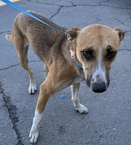 A young medium-sized female Shepherd dog named Miss Pacman for adoption in Bakersfield, CA