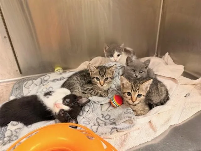 A baby small-sized male Domestic Short Hair cat named Pine for adoption in Tustin, CA