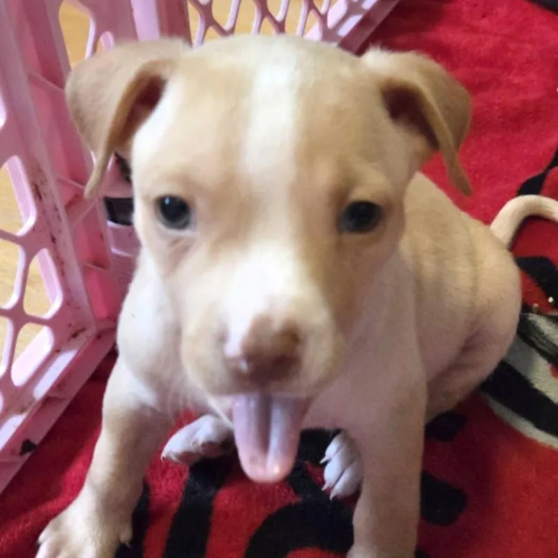 A baby small-sized male White / Cream Mixed Breed dog named Beans for adoption in Lima, OH