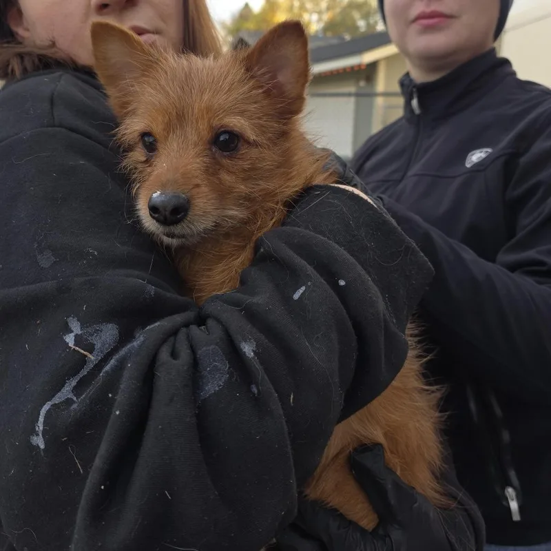 An adult small-sized male Brown / Chocolate Mixed Breed dog named Champ for adoption in Klamath Falls, OR