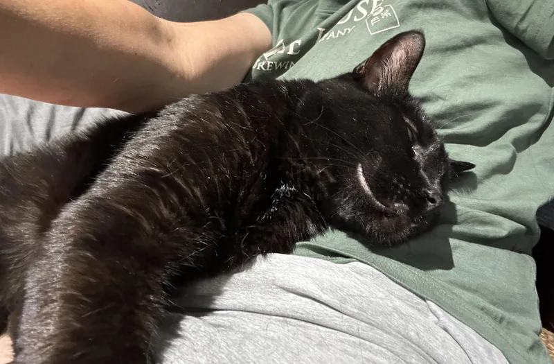 Thackery Binx thumbnail 2