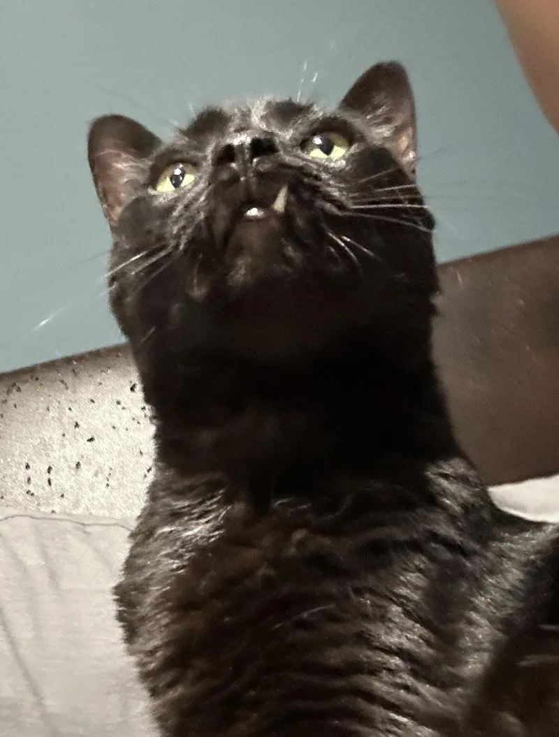 Thackery Binx thumbnail 3