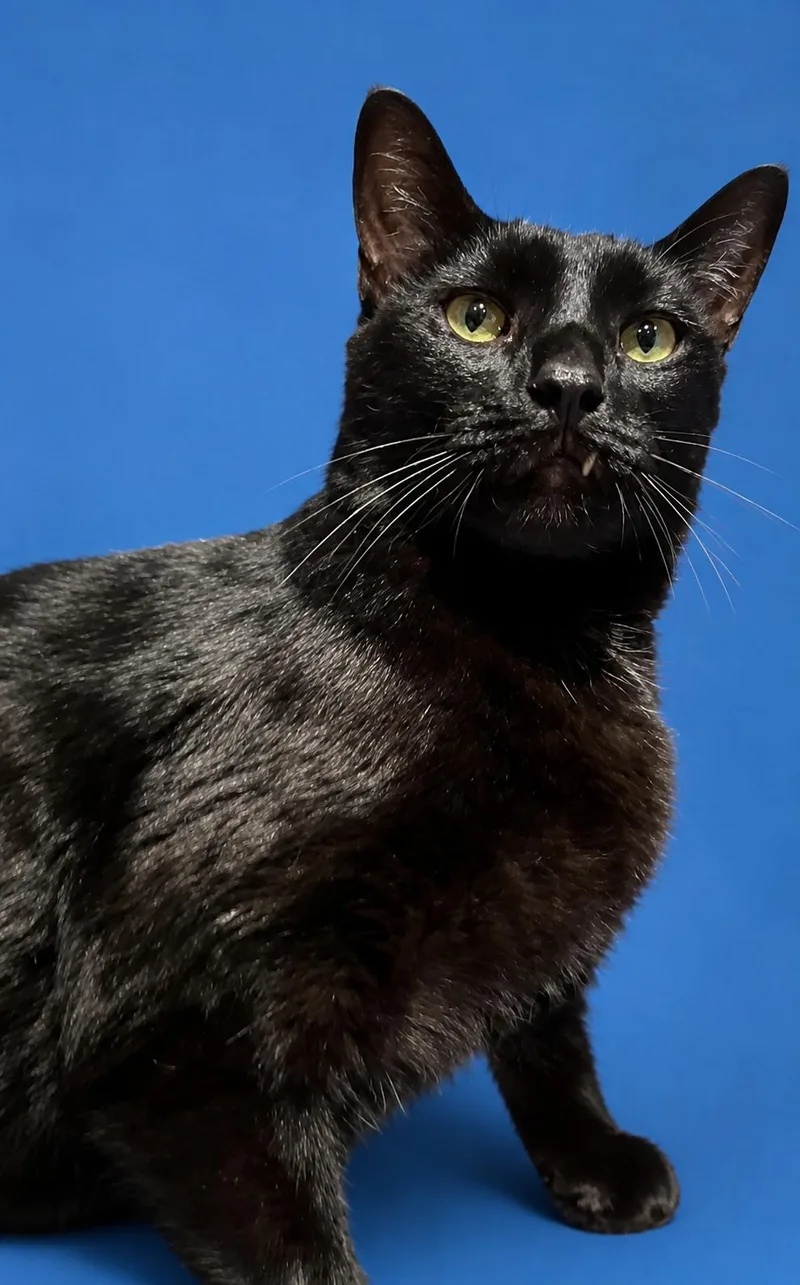 Thackery Binx thumbnail 4
