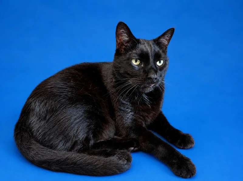 Thackery Binx thumbnail 5