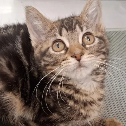 A young small-sized female Tabby (Brown / Chocolate) Domestic Short Hair cat named Gretel for adoption in Belmont, NY