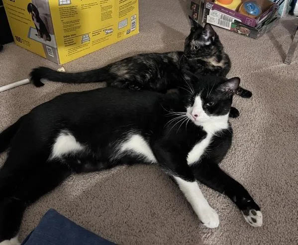 An adult medium-sized male Domestic Short Hair cat named Loaf for adoption in San Diego, CA