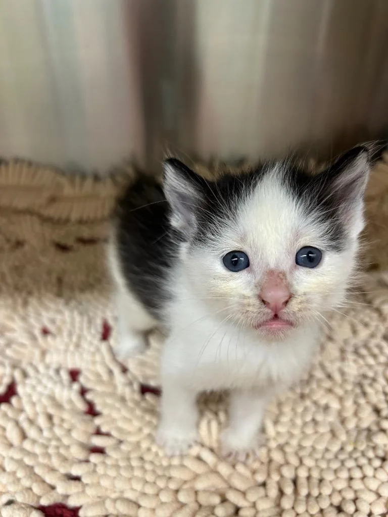 A baby medium-sized female Domestic Short Hair cat named Raven for adoption in Seven Points, TX