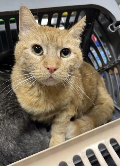 An adult medium-sized male Domestic Short Hair cat named Toodles for adoption in Missoula, MT
