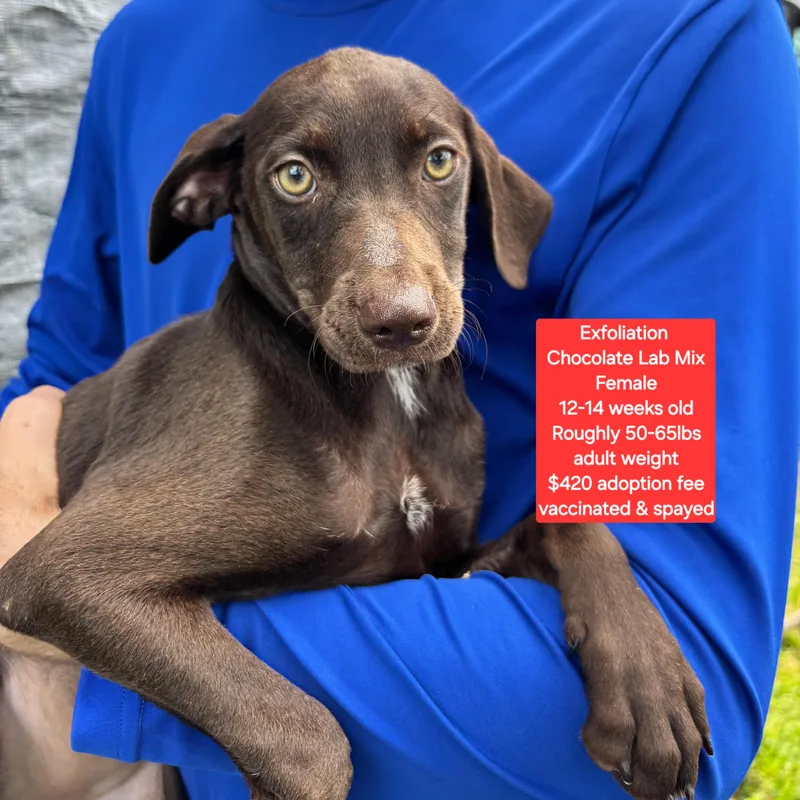 A baby large-sized female Chocolate Labrador Retriever dog named Exfoliation for adoption in Oviedo, FL