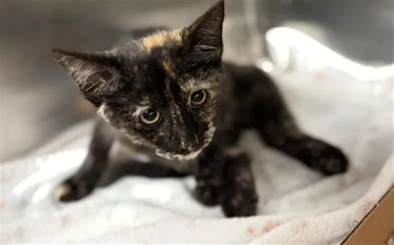 A baby small-sized female Domestic Short Hair cat named Boba for adoption in Thousand Palms, CA