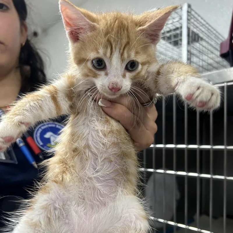 A baby small-sized male Orange / Red Domestic Short Hair cat named Zuko for adoption in Newark, NJ