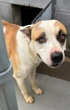 An adult medium-sized male Apricot / Beige Mixed Breed dog named Hammy for adoption in Munfordville, KY