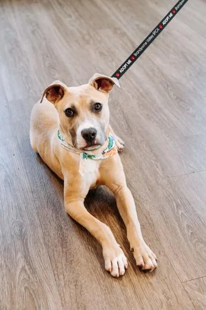 An adult small-sized male Mixed Breed dog named Lucki for adoption in West Chester, PA