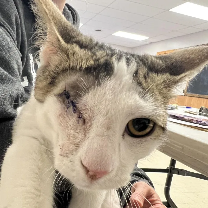 Dan The Man thumbnail 2