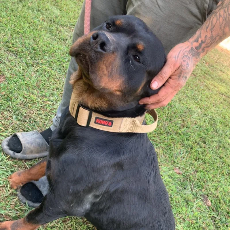 An adult small-sized female Black Rottweiler dog named Scarlett for adoption in Roanoke, VA
