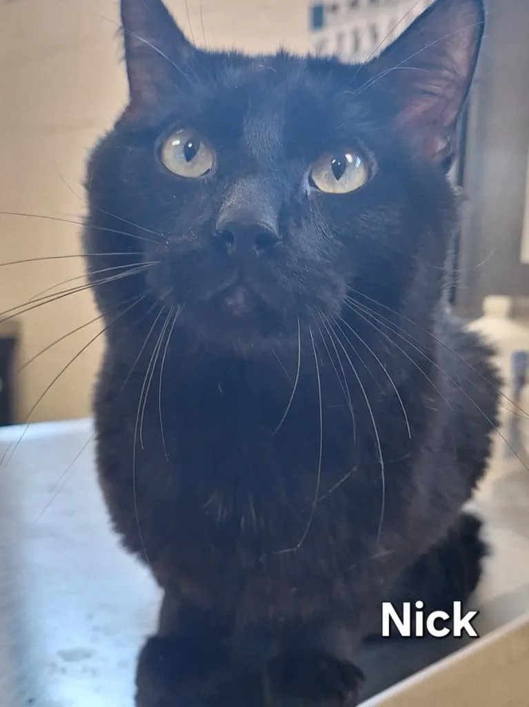 A young large-sized male Domestic Short Hair cat named Nick for adoption in Grand Forks, ND