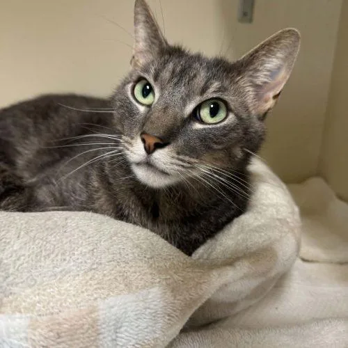 A baby medium-sized male Gray / Blue / Silver Domestic Short Hair cat named Pele` for adoption in Toms River, NJ