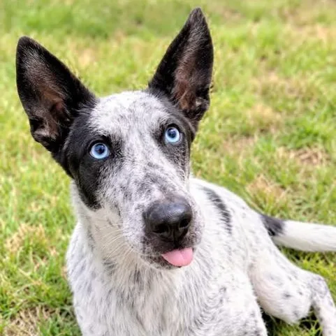 A young medium-sized male Harlequin Australian Cattle Dog / Blue Heeler named Ace for adoption in Williston, VT