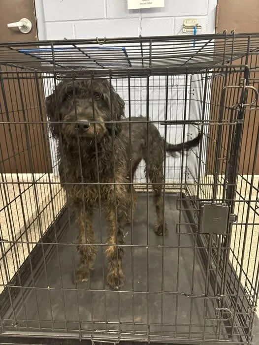 A young large-sized female Black Poodle dog named Curly for adoption in Georgetown, OH